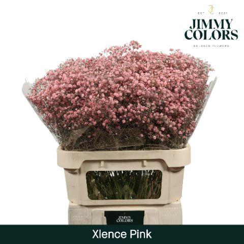 <h4>Gyps Xlence L80 Pink</h4>