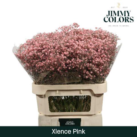 <h4>Gyps Xlence L80 Pink</h4>