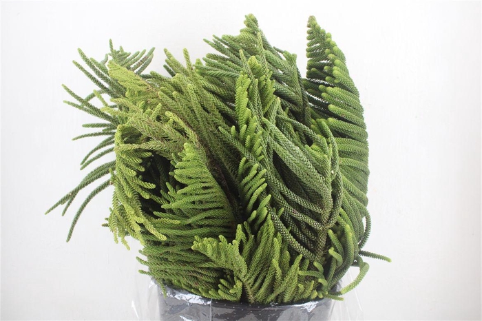 <h4>Araucaria Araucana P Bunch</h4>