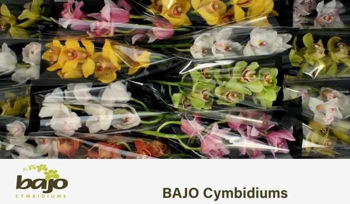<h4>CYMB T GEM</h4>