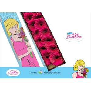 Germini Rhapsody Doos