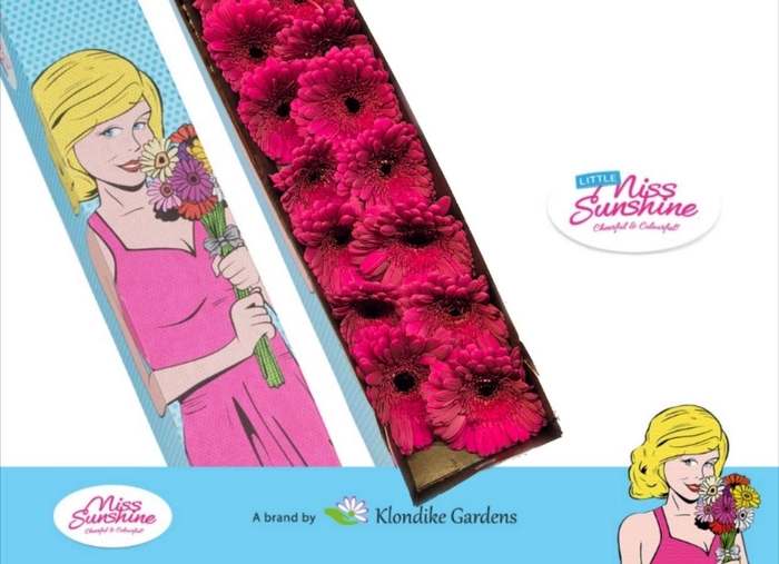 <h4>Germini Rhapsody Doos</h4>