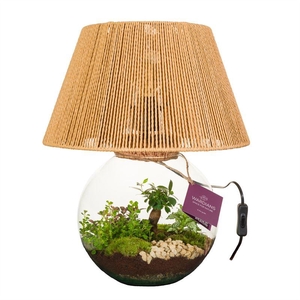 arr2 WA TERRARIUM - MOONLIGHT+ LAMP