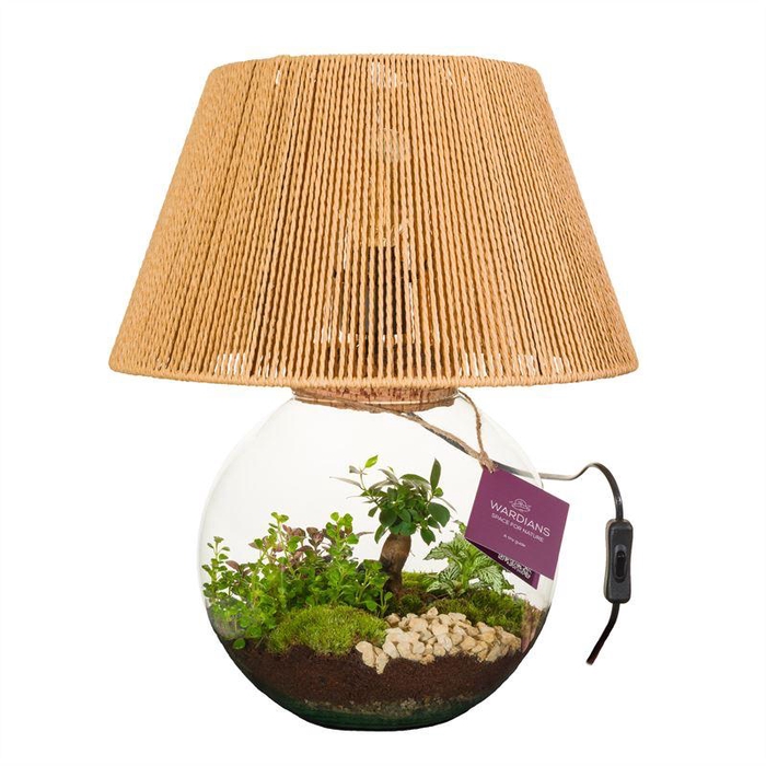 <h4>arr2 WA TERRARIUM - MOONLIGHT+ LAMP</h4>