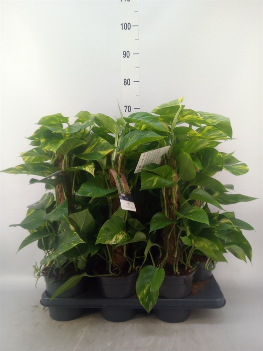 <h4>Epipremnum pinn.   ...moss stick</h4>
