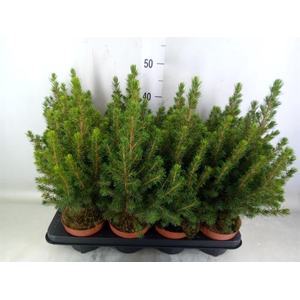 Picea glauca 'Conica'