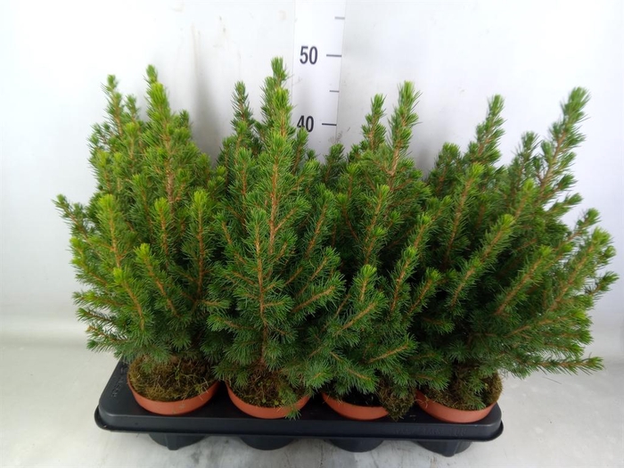 <h4>Picea glauca 'Conica'</h4>