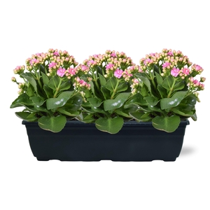 Hello Summer Kalanchoe Blossfeldiana in Duobak roze 40cm