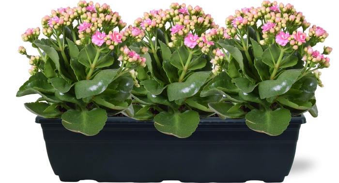 <h4>Hello Summer Kalanchoe Blossfeldiana in Duobak roze 40cm</h4>