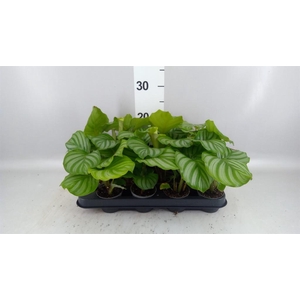Calathea orbifolia