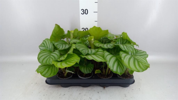 <h4>Calathea orbifolia</h4>