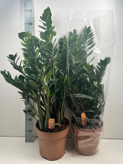 <h4>ZAMIO ZAMIIFOLIA</h4>