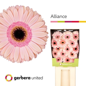 Gerbera diamond alliance