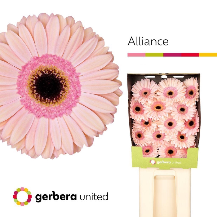 <h4>Gerbera diamond alliance</h4>