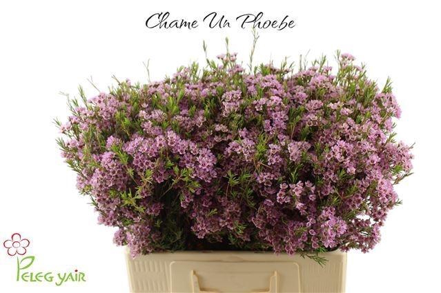 <h4>CHAME UN PHOEBE</h4>