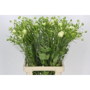 Ranunculus Moderna Galaxy