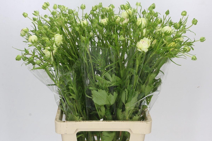 <h4>Ranunculus Moderna Galaxy</h4>