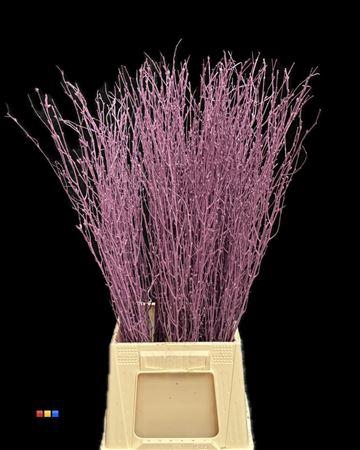 Betula / Berkentak Purple