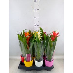 Bromelia   ...mix