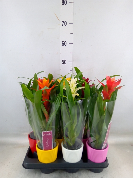 <h4>Bromelia   ...mix</h4>