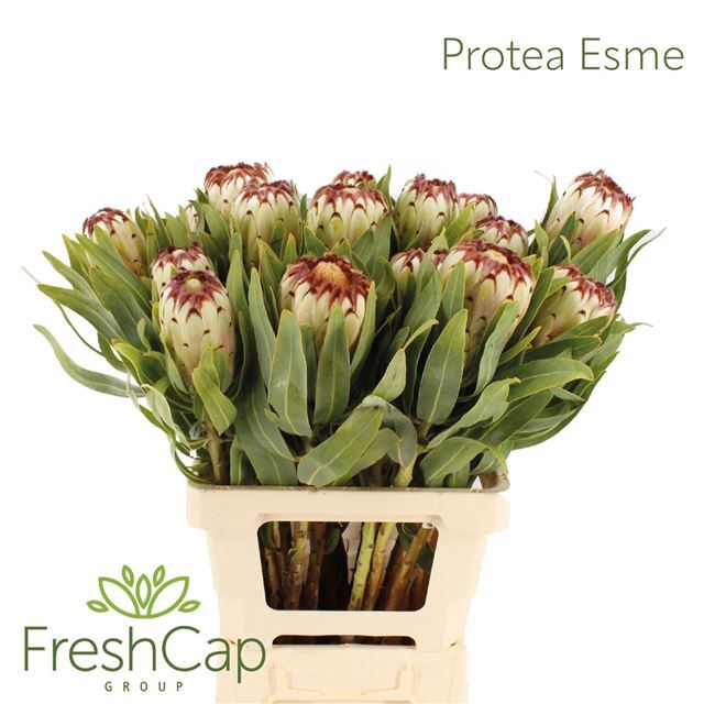 PROTEA MAG NIOBE