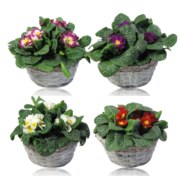 <h4>Primula Acaulis Grp gemengd</h4>