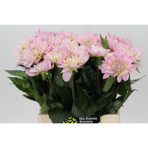 Dahlia Princess Kate