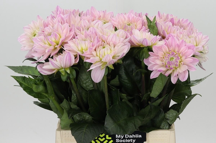 Dahlia Princess Kate