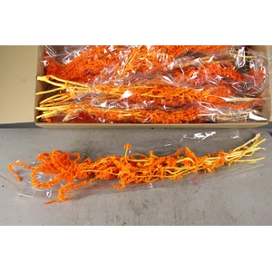 PF Amaranthus Hang Orange Bs