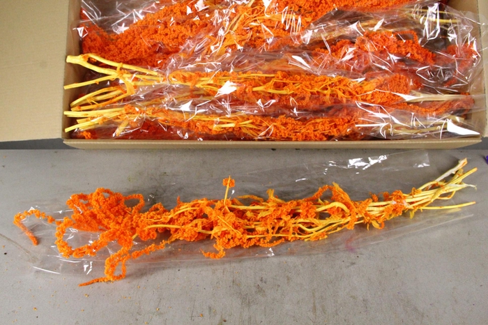 <h4>PF Amaranthus Hang Orange Bs</h4>