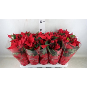 Euphorbia pulc. 'Mars'