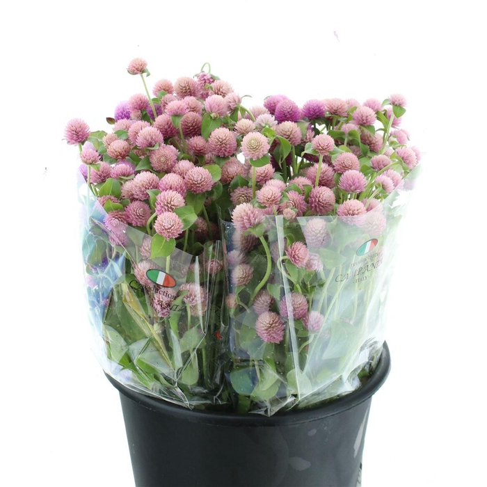 <h4>Gomph Gl Lavender</h4>