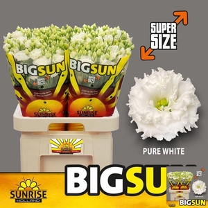 EUS G ALISSA PUR WHI