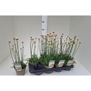 ARMERIA MARITIMA