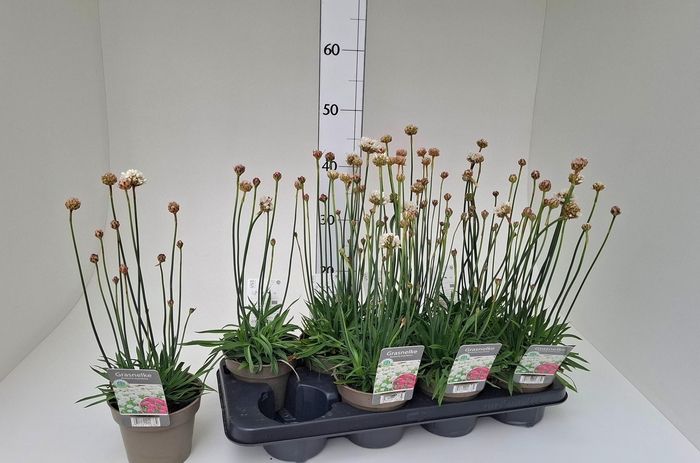 <h4>ARMERIA MARITIMA</h4>