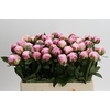 Paeonia Sarah Bernhardt