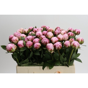 Paeonia Sarah Bernhardt
