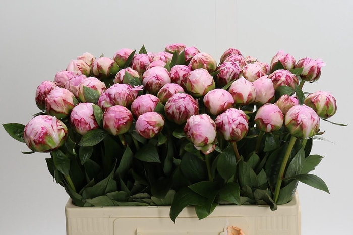 Paeonia Sarah Bernhardt