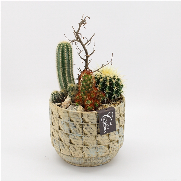 <h4>CTCR-2518 Cactus Essentials</h4>