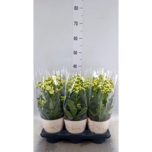 Kalanchoe  'Sunny White'