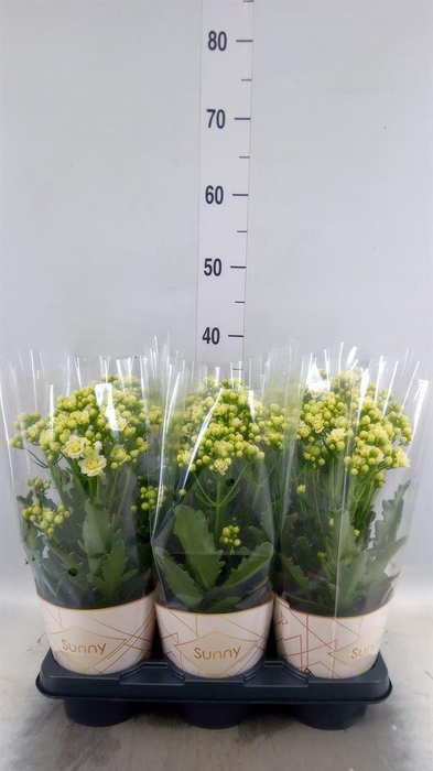 <h4>Kalanchoe  'Sunny White'</h4>