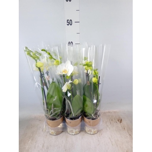 Phalaenopsis multi.   ...white