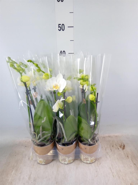 <h4>Phalaenopsis multi.   ...white</h4>