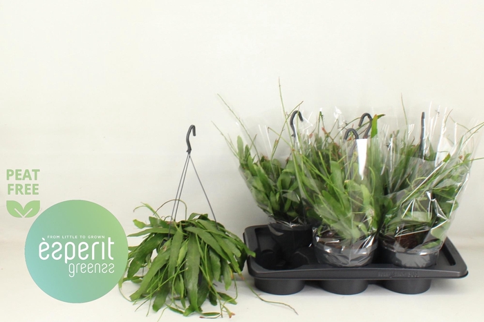 <h4>PSEUDORHIPS RAMULOSA</h4>