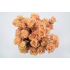 Rosa spray garden sahara sensation
