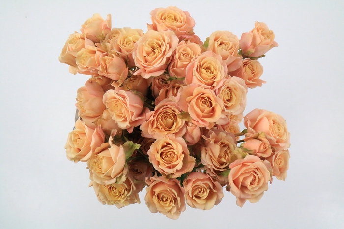 Rosa spray garden sahara sensation