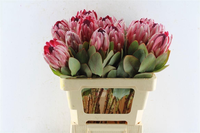 <h4>PROTEA SHARONET</h4>