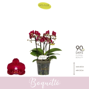 Boquetto Temptation 3-5 spike