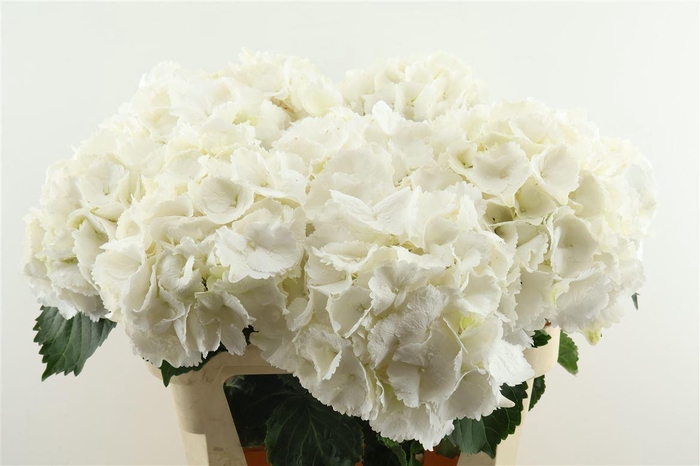 <h4>Hydr M Schneeball 80-22</h4>