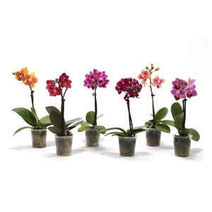 Phal Tiny Dolls Mix 1T7+ zonder Aqu@